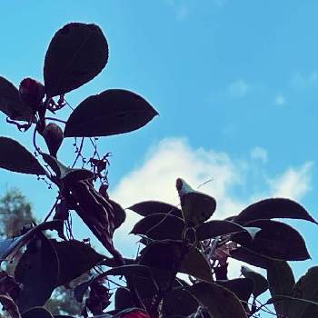 椿の蕾の画像 by 三樹さん | お出かけ先とテルヒコフキヅメと椿の蕾と照緋紅吹詰とツバキと半分そらと金曜日の蕾たち