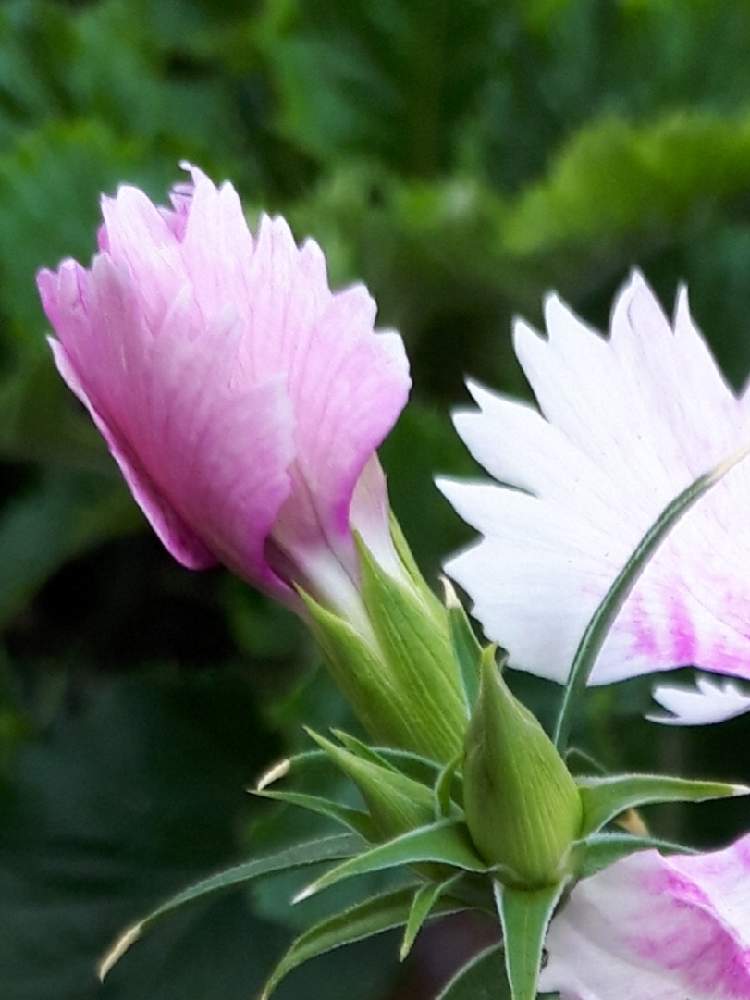 玄関の画像 by ふじさん | 玄関と金曜日の蕾たちとピンクの花とmiakisisaと花言葉といつも心に太陽をとピンクワールドへ ようこそと多様性を愛する会となでしこの花