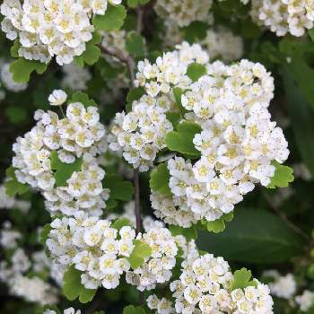 コデマリの花の画像 by こころんさん | 小さな庭とコデマリ❇︎とこでまりとまっしろときれいと癒されると小さい花とかわいいと白い花と今日のお花と純白が好きとコデマリの花