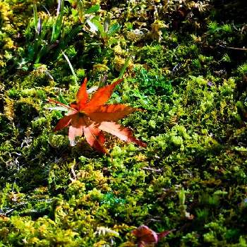 秋の訪れの画像 by ヒガ君さん | お出かけ先と秋の訪れと秋の気配と散歩と庭園と箱根美術館