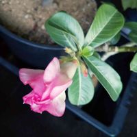 アデニウム,アデニウム 天空の薔薇,☆りん☆のアデニウム八重ちゃん,多肉植物,塊根植物の画像