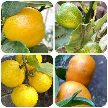 柑橘系の投稿画像一覧 Greensnap グリーンスナップ