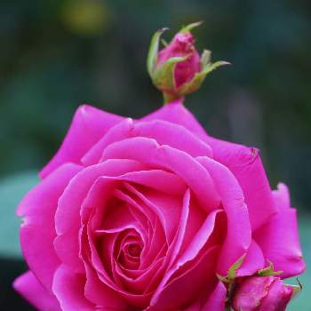 marrieバラの画像 by marrieさん | 小さな庭とトパーズ　バラとmarrieバラと植物男子とバラ・切り花品種と2021 GSでバラ園と薔薇♪とバラ・ミニバラとバラを楽しむ