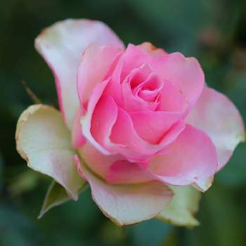 marrieバラの画像 by marrieさん | 小さな庭と薔薇 エンジェルキスとバラ エンジェルキス＋とmarrieバラと植物男子とバラ・切り花品種と2021 GSでバラ園と薔薇♪とバラ・ミニバラとバラを楽しむ