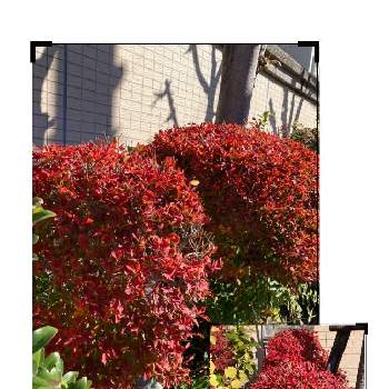ドウダンツツジ紅葉の画像 by manabeさん | お出かけ先とドウダンツツジ紅葉と紅葉（こうよう）とツツジ科とマンションの植栽と病院からの帰り