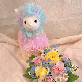 出産祝いの投稿画像一覧 Greensnap グリーンスナップ