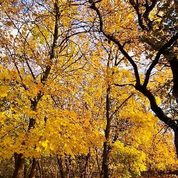 フランスの風景の画像 by きぃじーさん | お出かけ先とフランスの森と黄色い葉っぱとフランスの風景と秋の色と黄金色の金曜日