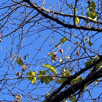 サクラの木の画像 by べにししさん | サクラの木と植物のチカラと季節はめぐると秋から冬へと見慣れた景色とおはようとみえないチカラと緑のなかの暮らしと次の季節へとうちの庭家族