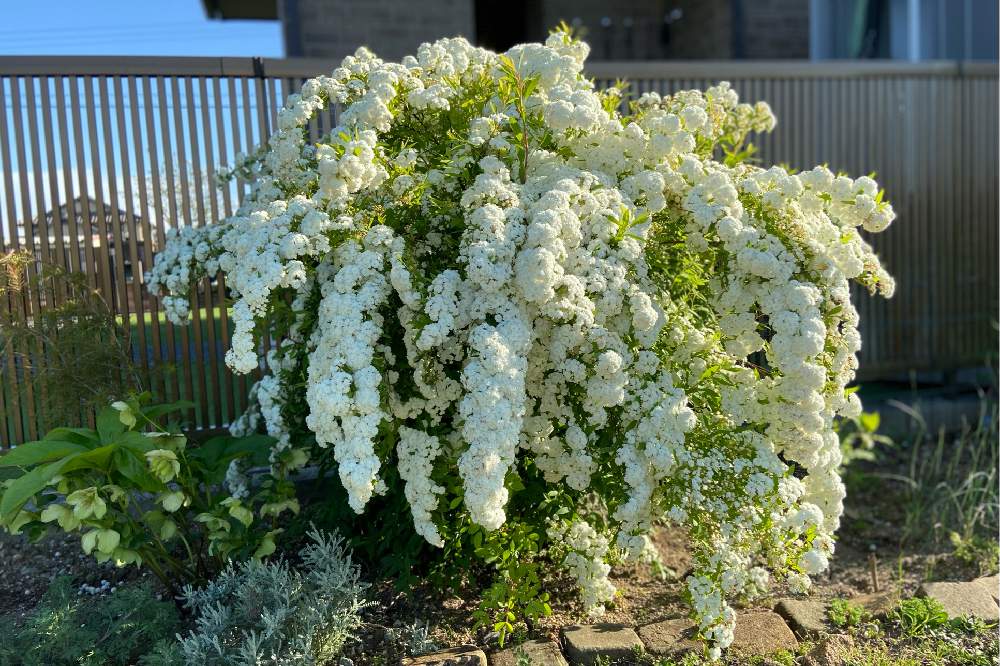 八重咲きコデマリの投稿画像 By Mahosihoさん コデマリとクリスマスローズと裏庭と花壇と庭木と落葉低木と地植えと裏庭と花壇と庭木と落葉低木と地植え 21月12月3日 Greensnap グリーンスナップ Greensnap グリーンスナップ