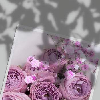 薔薇の切り花の画像 by さちさん | すてき…♡と穏やかな日と良い天気☀と薔薇の切り花とご近所