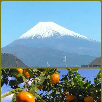 My Garden ☆ ♪の画像 by marchenさん | 小さな庭と温州みかんと富士山とビタミンカラーとMy Garden ☆ ♪と狩野川沿い