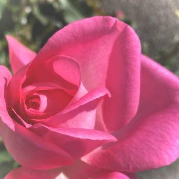 完全雨晒しの画像 by かぶとさん | お出かけ先といとこの家と金曜日の蕾たちとばら バラ 薔薇と完全雨晒しとビバリー薔薇とバラを楽しむと地植えといい香りとピンクの花
