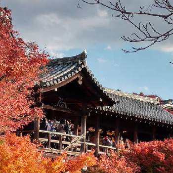京都の紅葉の画像 by タカさん | お出かけ先と紅葉と京都の紅葉と♡美しい♡