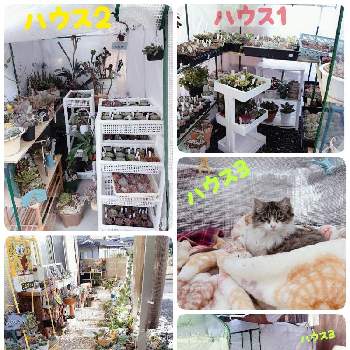 猫すきの画像 by haru.kさん | 小さな庭とお庭にいたいと保護ネコと猫すきと多肉女子と花のある暮らしと広島県
