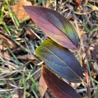 レンギョウ,葉脈,モクセイ科,ハッパバッカリ,通学路は楽しいの画像