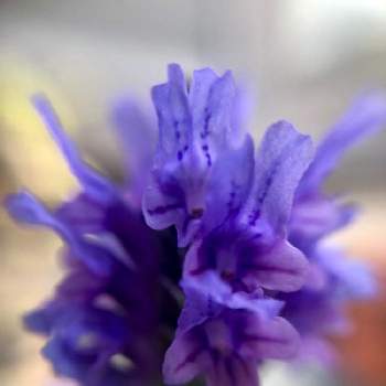 ラベンダーの香りの画像 by けいちゃんさん | 小さな庭とラベンダーの香りと夢の話と秋の庭とラベンダー☆と紫の花といい匂い♥とマクロ撮影と百均マクロレンズ