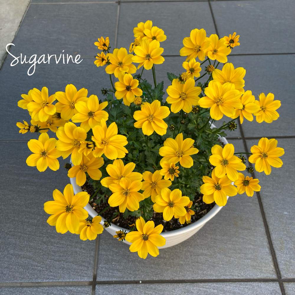 ビデンス ゴールデンエンパイアの投稿画像 By シュガーバインさん ビデンス と半日陰と初挑戦ときれーい と成長記録とハクサンとhakusanと花のある暮らしとかわいいな とビデンス ゴールデンエンパイアと半日陰と初挑戦ときれーい と成長記録とハクサンとhakusanと花の