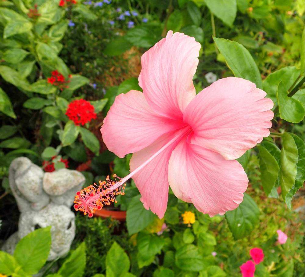 わが家のハイビスカス🌺｜🍀GreenSnap（グリーンスナップ）