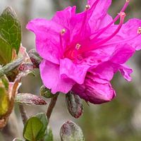 ツツジ,花壇,ガーデニング,山野草,樹木の画像