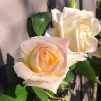 ダイアナプリンセス オブ ウェールズの画像 by ぷるんさん | 小さな庭とダイアナプリンセス オブ ウェールズとばら バラ 薔薇とナチュラルガーデンとお花のある暮らしと庭のある暮らしとうれしい！と花のある暮らしと薔薇♪と優しい色