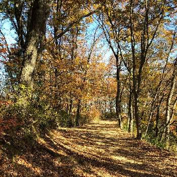丘陵地の画像 by みさちゃんさん | 紅葉の季節と丘陵地と癒しの場所とウォーキングと野山歩き