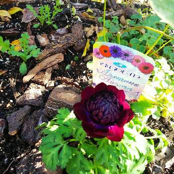うちの小さな花壇の画像 by クッキーさん | 小さな庭と種から育ててますとうちの小さな花壇とネモフィラ♡とネモフィラミックスと寄せ植えが好きと小さなお庭と八重咲き アネモネ  オーロラと可愛いね♡