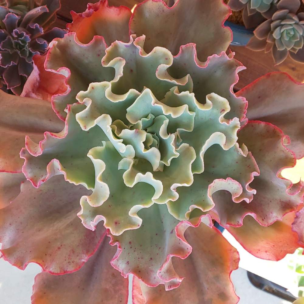 107 高砂の翁の生長記録 22 06 02更新 Greensnap グリーンスナップ