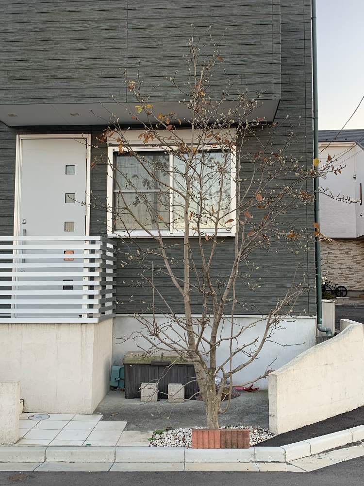 白木蓮の投稿画像 By まきまきさん 風水と北側玄関と木蓮と剪定と北側と白い花と玄関と風水と北側玄関と木蓮と剪定と北側と白い花 21月12月3日 Greensnap グリーンスナップ Greensnap グリーンスナップ