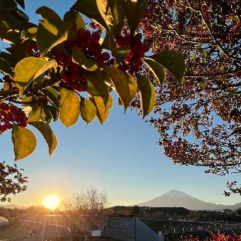秋の実りの画像 by ひみつのアッコちゃんさん | お出かけ先と灯台躑躅（どうだんつつじ）と黒鉄黐(クロガネモチ)と地植えの植物と富士山の見える景色と秋の実りと世界文化遺産と私のお気に入りと美しい笠雲と富士山と美しい富士山と里山の景色