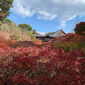 秋のお散歩の画像 by kazu kazuさん | お出かけ先ともみじと紅葉と京都の秋と紅葉グラデーションと紅葉（こうよう）と秋のお散歩と京都の紅葉