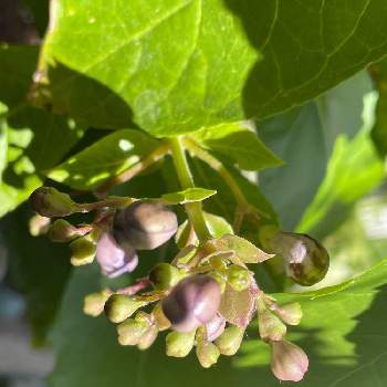 クレロデンドロム ブルーウイングの投稿画像一覧 Greensnap グリーンスナップ