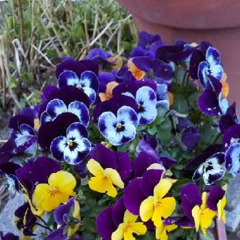 色々な色の画像 by ノッコちゃんさん | 小さな庭とビオラと可憐な花と大切な癒やしと寄せ植えと可愛い花と色々な色とおきにいり ♡と大好きなお花♡と鉢植えと花のある暮らし