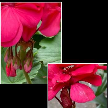 輝き✨の画像 by 里はんさん | 金曜日の蕾たちと華やかにとピンクのお花と彩りと輝き✨と可愛いと我が家のお花と花のある暮らしとスマホで撮影