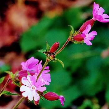 フクロナデシコの画像 by moca☆さん | お出かけ先とフクロナデシコとピンク色の花と季節はずれの花と春の花々