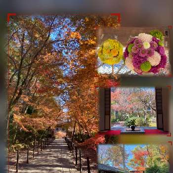 京都の紅葉の画像 by coco☘️さん | お出かけ先と秋の花手水と紅葉とありがとうと京都の紅葉とTEAMほほえみと京都西山光明寺