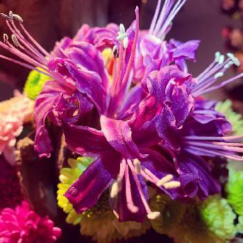 ネリネ☆ダイヤモンドリリーの画像 by EMIさん | インテリアと花のある暮らしと赤紫色の花とネリネ☆ダイヤモンドリリーとやさしいお花と大好きなお花
