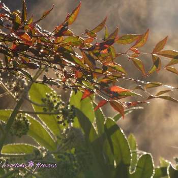 ナンテンの葉の画像 by Hirochan＊  flowersさん | 小さな庭とヤツデとナンテンとヤツデの葉とナンテンの葉と朝もやとJuneの会