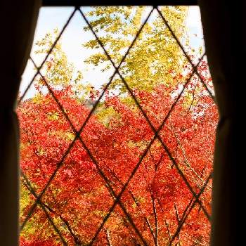 秋の訪れの画像 by ヒガ君さん | お出かけ先と秋の訪れと秋の気配と散歩と庭園と箱根美術館