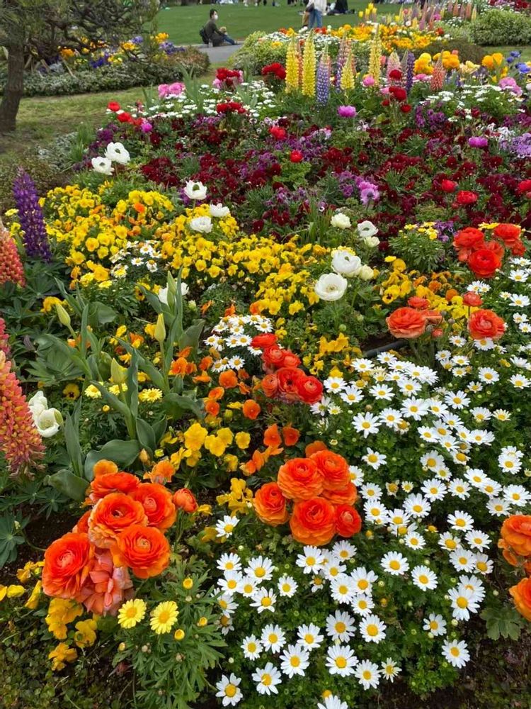 和の花♪さんの山下公園への投稿