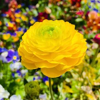 花びらの美しさの画像 by nao70＊さん | お出かけ先とラナンキュラスととっとり花回廊と黄色いお花と花びらの美しさと綺麗だな