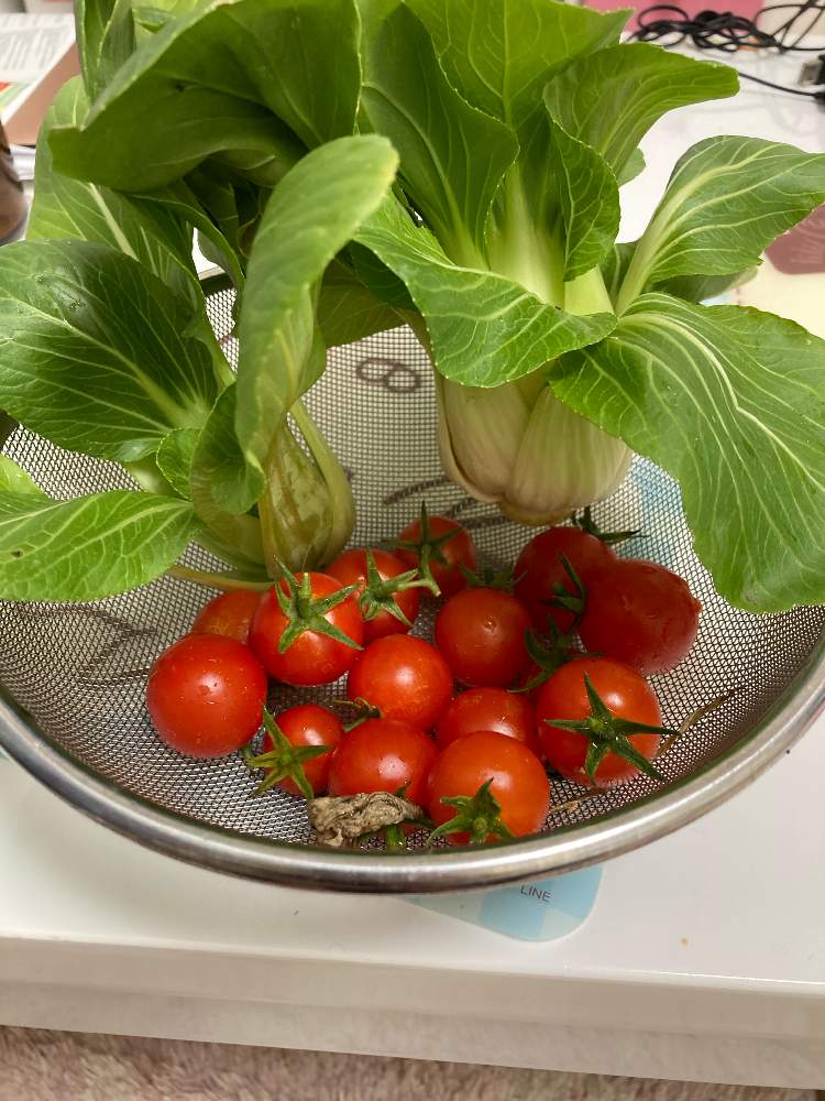 青梗菜の投稿画像 By ゆうたさん ミニトマトとバルコニー ベランダとプランター栽培とトマト栽培とチンゲン菜とおうちde菜園とプランター 栽培とトマト栽培とチンゲン菜とおうちde菜園 21月12月4日 Greensnap グリーンスナップ Greensnap グリーンスナップ