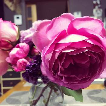 バラ ストロベリーアイスの画像 by ポコちゃんさん | バラ ストロベリーアイスとプリンセスアレキサンドラオブケントとダフネとレイニーブルーとつるバラ玉鬘と切り花と可愛いと薔薇大好き
