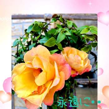 お花に心癒されての画像 by naoppeさん | 小さな庭と感謝の気持ちを忘れないとみんなが幸せに〜〜♡と季節を感じてと元気をありがとうとお花に心癒されて