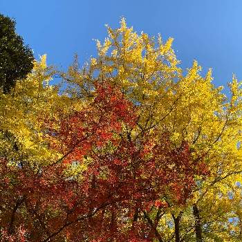 紅葉の季節の画像 by ハルちゃんさん | お出かけ先と新宿御苑と紅葉の季節と紅葉と黄葉とモミジとイチョウ