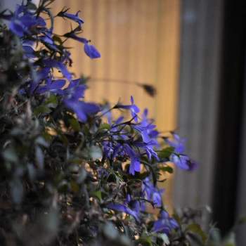 ターシャ・テューダーの画像 by Suuuさん | 窓辺と植物と暮らすと花の気持ちと花と暮らすとターシャ・テューダーとターシャの庭に憧れて