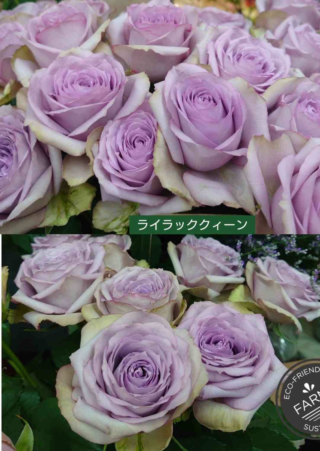 みんなの青薔薇図鑑④【マ〜ワ】｜🍀GreenSnap（グリーンスナップ）