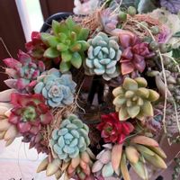 多肉,ギャザリング,多肉リース寄せ,癒し…♡,植物大好きの画像