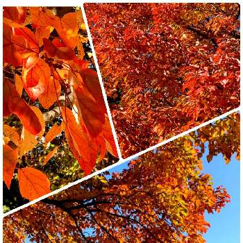紅葉の季節の画像 by ハルちゃんさん | お出かけ先と新宿御苑と紅葉の季節と紅葉したハナノキ