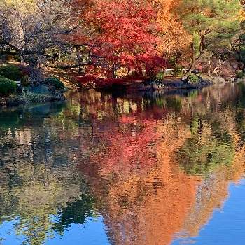 紅葉の季節の画像 by ハルちゃんさん | お出かけ先と新宿御苑と紅葉の季節と青空映えと池に写る景色