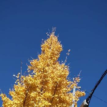 黄色の葉っぱの画像 by ミモザクリさん | お出かけ先とイチョウの木と黄色の葉っぱ